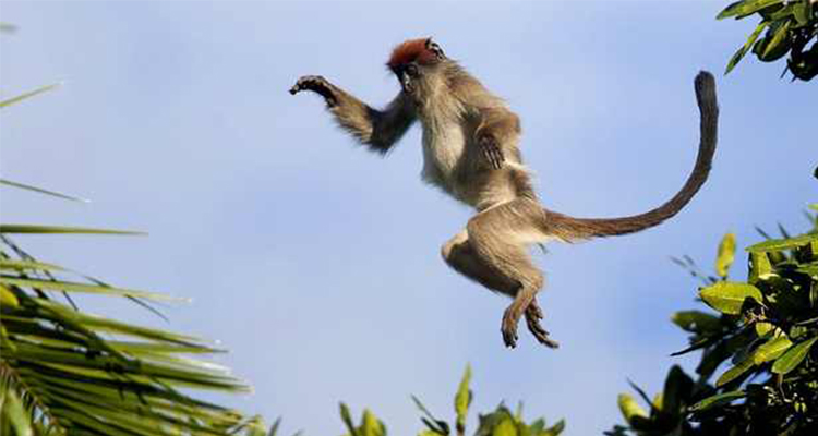 Buganda Proverb On Persistence jumping monkey