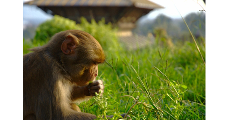 African Proverb On Confused Personality monkey eating grass