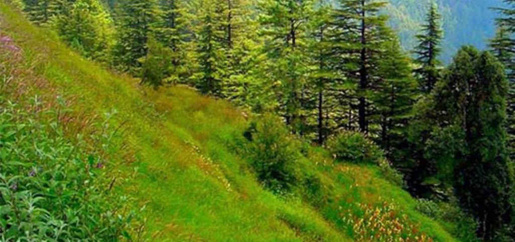 forest
