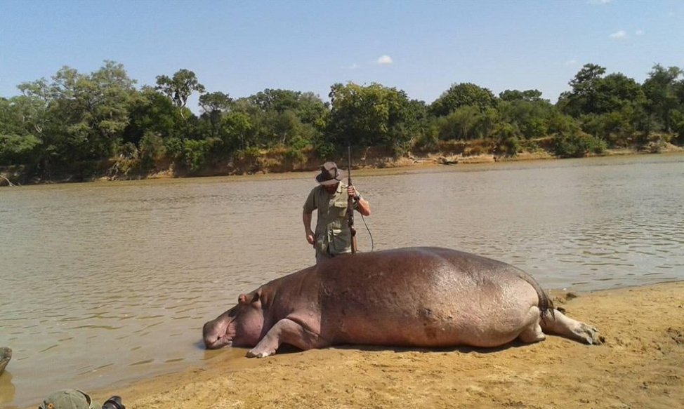 ZAMBIAN HIPPO