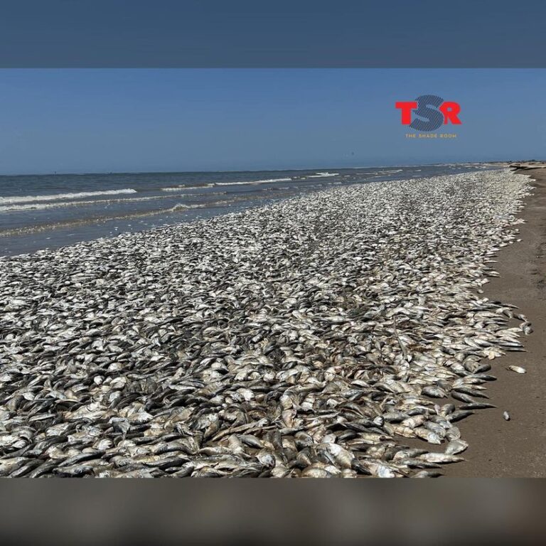 12000 fish found dead on Texas beach