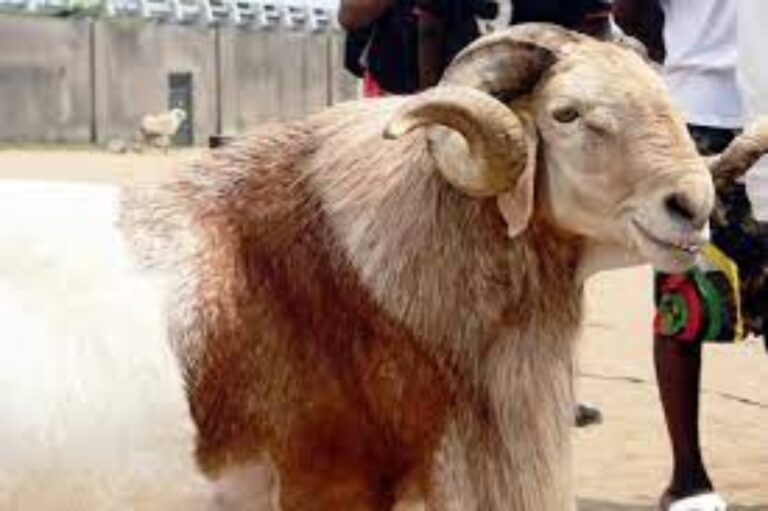 #ThrowbackThursday: How to secure your Sallah meat