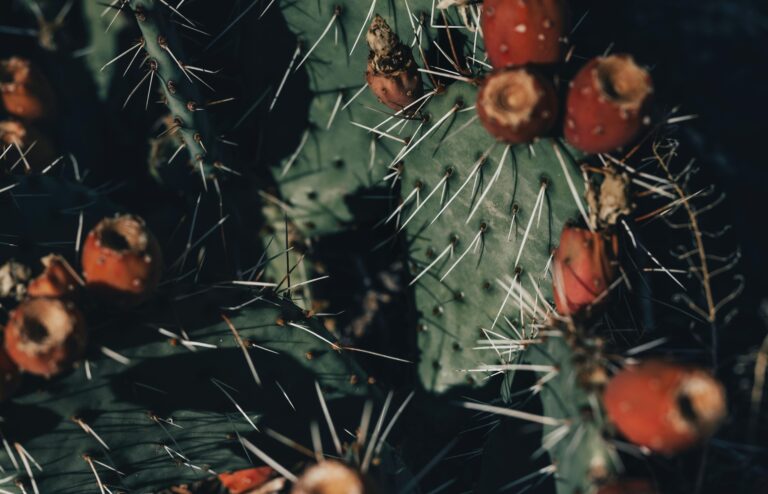 5 health benefits of prickly pear cactus fruit