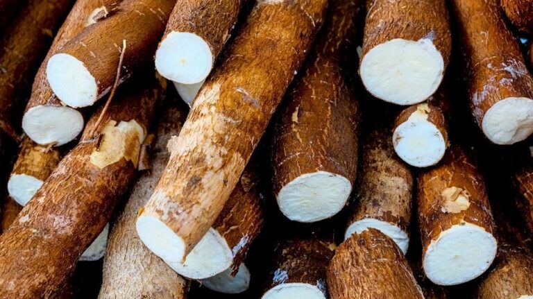 Health benefits of Cassava