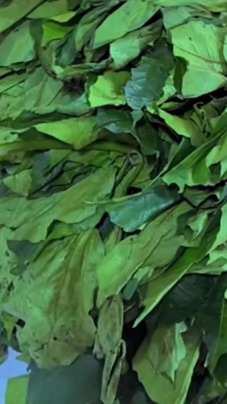 Health benefits of pumpkin leaves Health benefits of pumpkin leaves