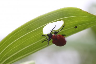 insect.jpg insect.jpg