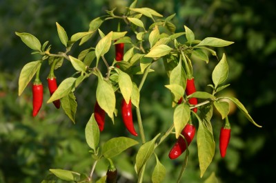 pepper.jpg pepper.jpg